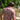 Guayabera Libre by Texas Standard at 6Whiskey, six whisky, zipper pocket , unique embroidery, button down dollar, moisture-wicking/breathable, UPF 40, mesh-lined, maroon, white, gameday, aggies, texas a&m, tailgate, SEC gameday. Back view.